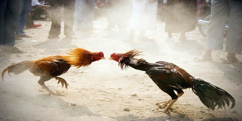 Đá gà 4k tựa game giải trí máu lửa hiện nay